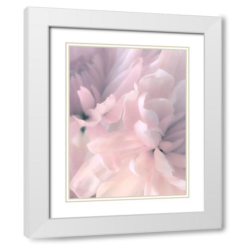 Chrysanthemum Pink Blush II White Modern Wood Framed Art Print with Double Matting by Pollard, David