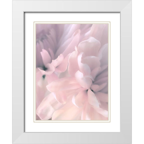 Chrysanthemum Pink Blush II White Modern Wood Framed Art Print with Double Matting by Pollard, David