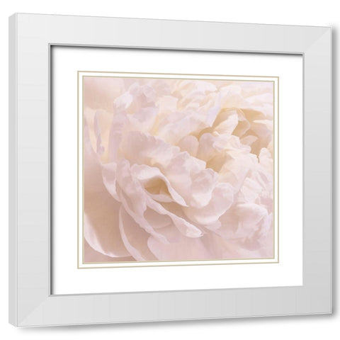 Peony Peaches and Cream I White Modern Wood Framed Art Print with Double Matting by Pollard, David