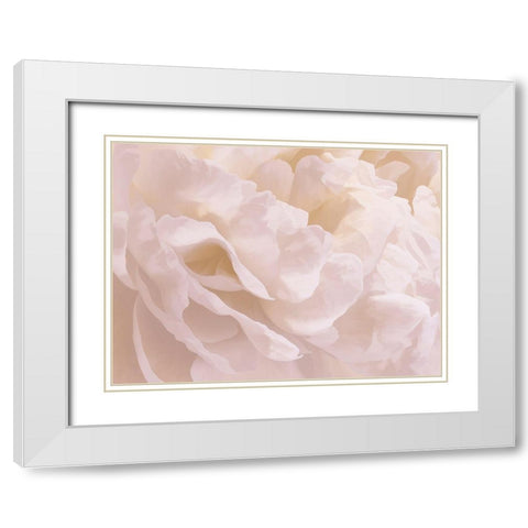 Peony Peaches and Cream III White Modern Wood Framed Art Print with Double Matting by Pollard, David