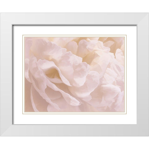 Peony Peaches and Cream III White Modern Wood Framed Art Print with Double Matting by Pollard, David