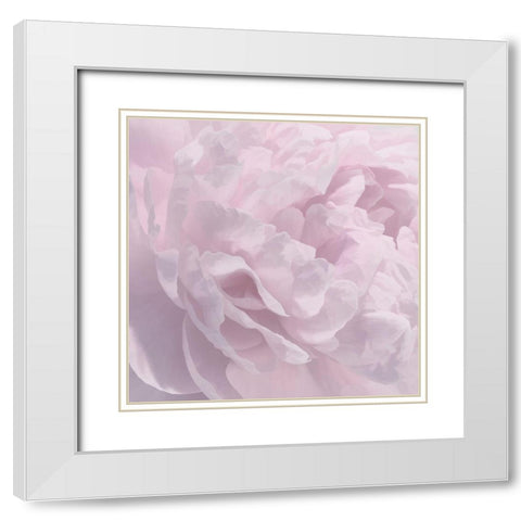 Peony Pink I White Modern Wood Framed Art Print with Double Matting by Pollard, David