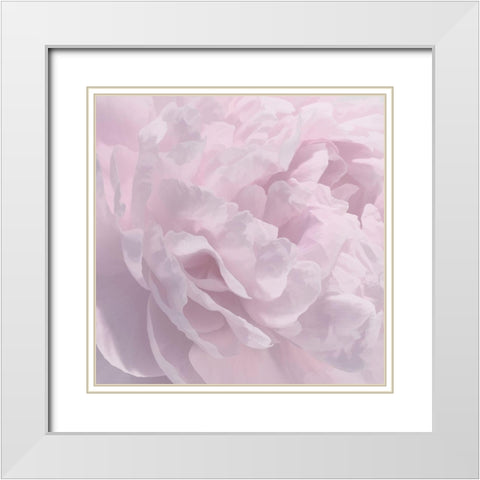 Peony Pink I White Modern Wood Framed Art Print with Double Matting by Pollard, David