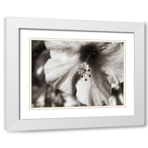 USA, Hawaii, Kauai, Hibiscus White Modern Wood Framed Art Print with Double Matting by Plank, Savanah