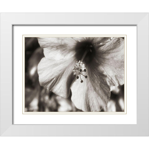 USA, Hawaii, Kauai, Hibiscus White Modern Wood Framed Art Print with Double Matting by Plank, Savanah