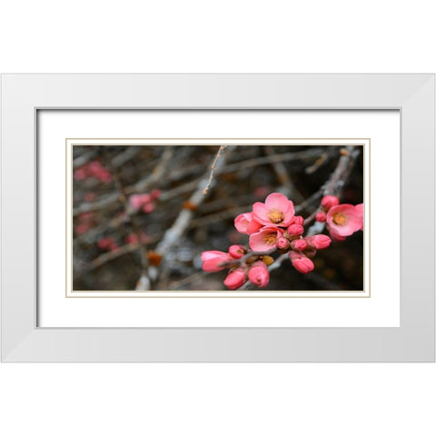 Crabapple Tree blossoms White Modern Wood Framed Art Print with Double Matting by Plank, Savanah