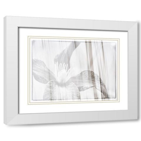 Black and white clematis White Modern Wood Framed Art Print with Double Matting by Plank, Savanah