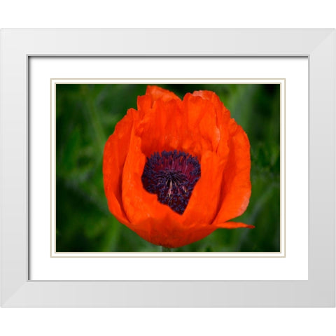 Orange Poppy White Modern Wood Framed Art Print with Double Matting by Plank, Savanah