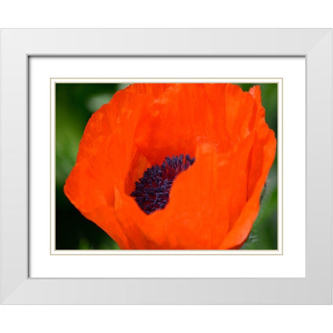 Orange Poppy White Modern Wood Framed Art Print with Double Matting by Plank, Savanah