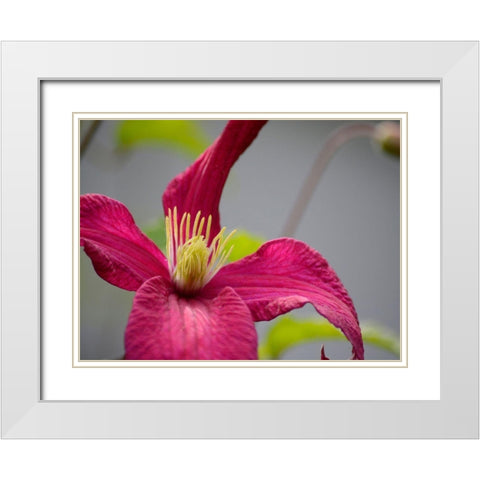 Pink Clematis White Modern Wood Framed Art Print with Double Matting by Plank, Savanah