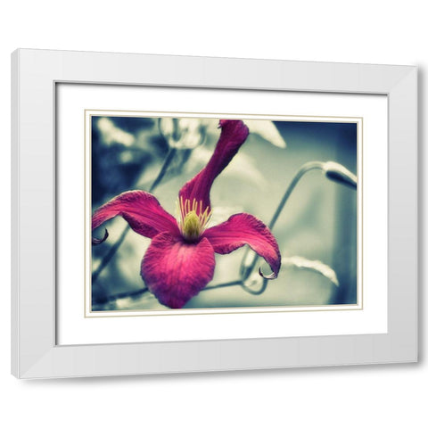 Pink Clematis White Modern Wood Framed Art Print with Double Matting by Plank, Savanah
