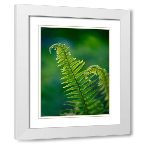 Garden Fern White Modern Wood Framed Art Print with Double Matting by Plank, Savanah