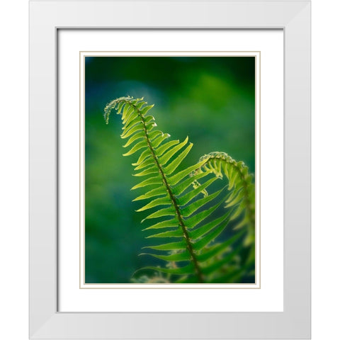 Garden Fern White Modern Wood Framed Art Print with Double Matting by Plank, Savanah