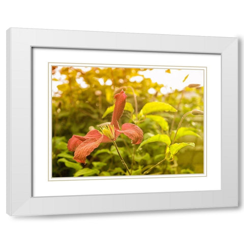 Summertime Clematis White Modern Wood Framed Art Print with Double Matting by Plank, Savanah