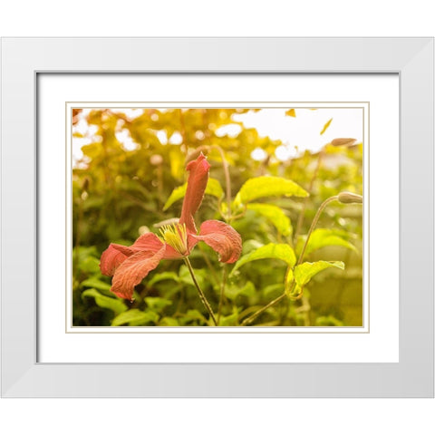 Summertime Clematis White Modern Wood Framed Art Print with Double Matting by Plank, Savanah