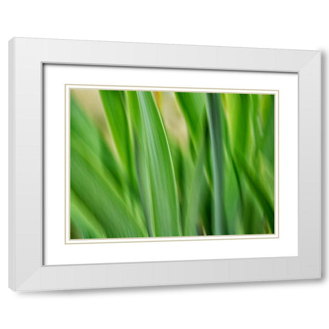 Flora blades White Modern Wood Framed Art Print with Double Matting by Plank, Savanah