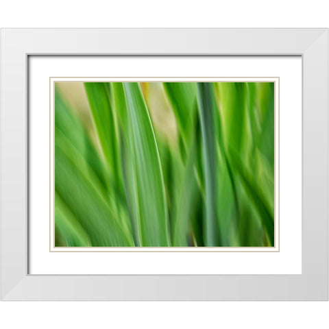 Flora blades White Modern Wood Framed Art Print with Double Matting by Plank, Savanah