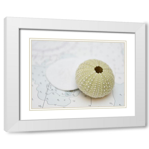 Nautical Urchin White Modern Wood Framed Art Print with Double Matting by Plank, Savanah