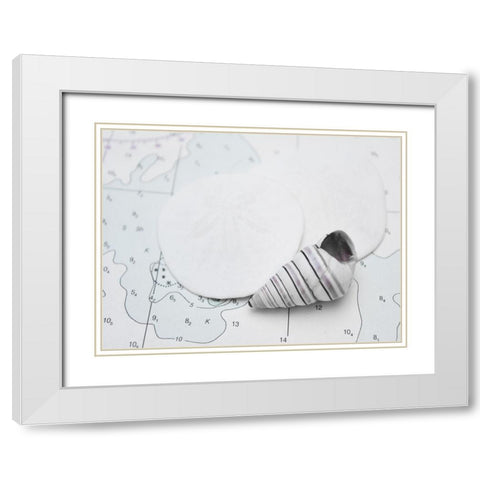 Nautical shell and sand dollar White Modern Wood Framed Art Print with Double Matting by Plank, Savanah