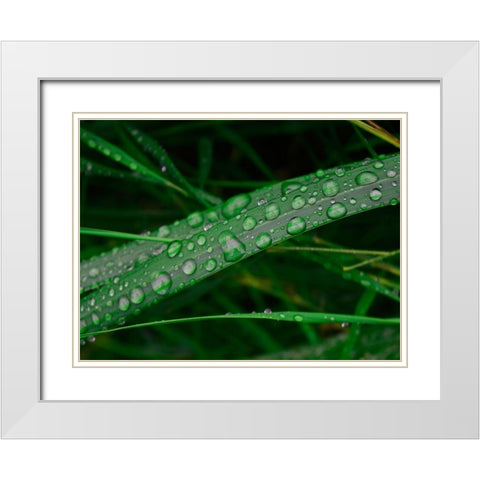 Rain drop beach grass White Modern Wood Framed Art Print with Double Matting by Plank, Savanah