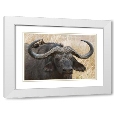 Cape Buffalo and Red Billed Oxpeckers White Modern Wood Framed Art Print with Double Matting by Bennion, Scott