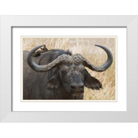 Cape Buffalo and Red Billed Oxpeckers White Modern Wood Framed Art Print with Double Matting by Bennion, Scott