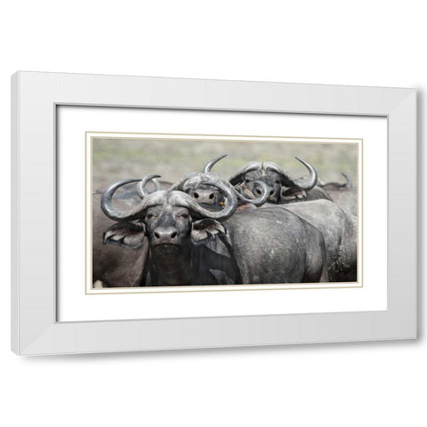 Cape Buffalos and Friend White Modern Wood Framed Art Print with Double Matting by Bennion, Scott