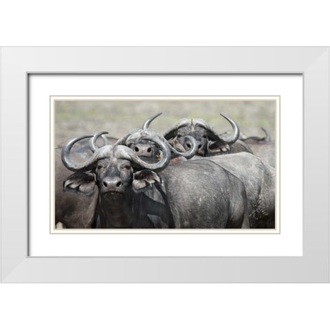 Cape Buffalos and Friend White Modern Wood Framed Art Print with Double Matting by Bennion, Scott