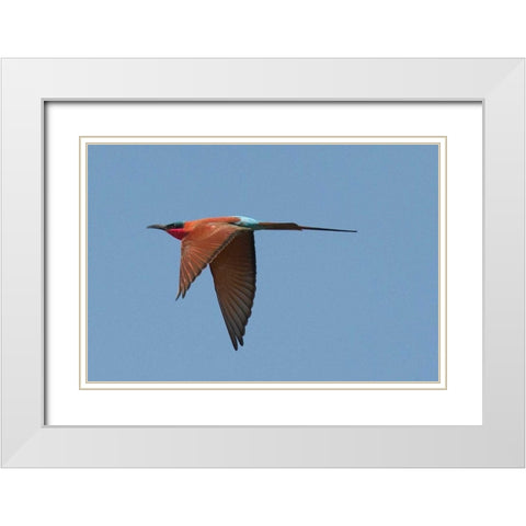 Carmine Bee Eater White Modern Wood Framed Art Print with Double Matting by Bennion, Scott