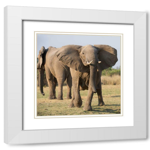 Charging Elepant White Modern Wood Framed Art Print with Double Matting by Bennion, Scott