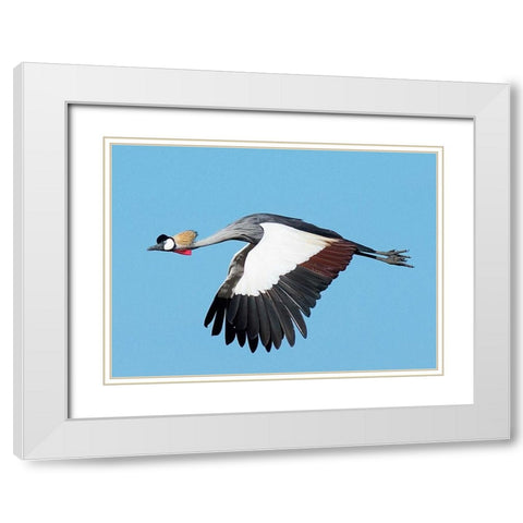 Crested Crane White Modern Wood Framed Art Print with Double Matting by Bennion, Scott