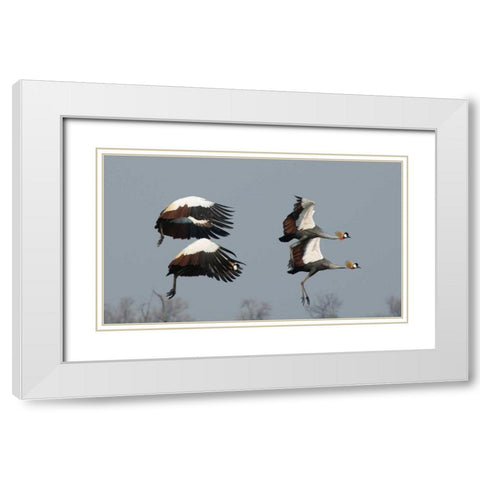 Crested Cranes White Modern Wood Framed Art Print with Double Matting by Bennion, Scott