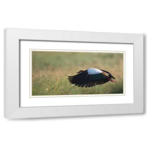 Egypian Goose White Modern Wood Framed Art Print with Double Matting by Bennion, Scott