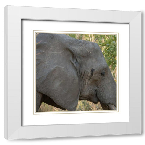 female elephant - Zabia White Modern Wood Framed Art Print with Double Matting by Bennion, Scott