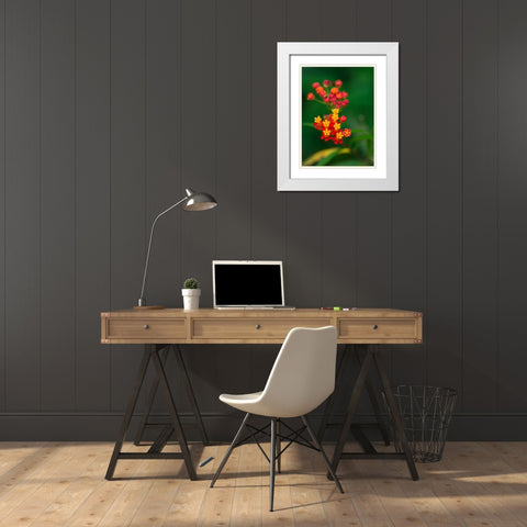 Flowers from Guatemala White Modern Wood Framed Art Print with Double Matting by Bennion, Scott