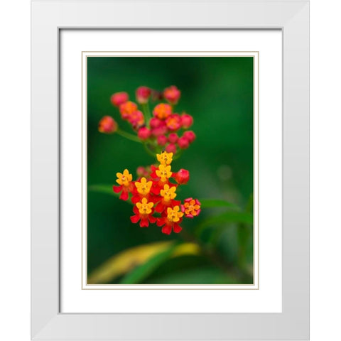 Flowers from Guatemala White Modern Wood Framed Art Print with Double Matting by Bennion, Scott