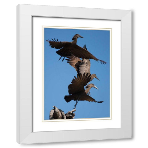 Hammerkops in flight White Modern Wood Framed Art Print with Double Matting by Bennion, Scott