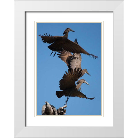 Hammerkops in flight White Modern Wood Framed Art Print with Double Matting by Bennion, Scott