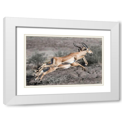 Impala White Modern Wood Framed Art Print with Double Matting by Bennion, Scott
