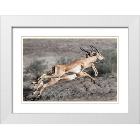 Impala White Modern Wood Framed Art Print with Double Matting by Bennion, Scott