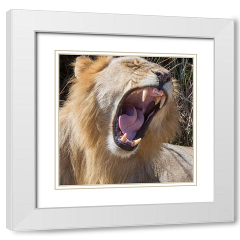 King of the Beasts White Modern Wood Framed Art Print with Double Matting by Bennion, Scott