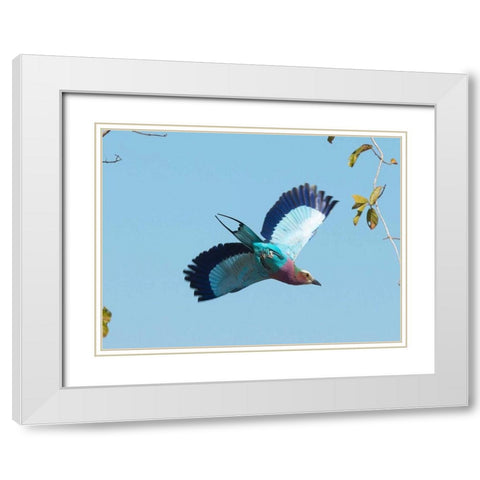 Lilac Breasted Roller White Modern Wood Framed Art Print with Double Matting by Bennion, Scott