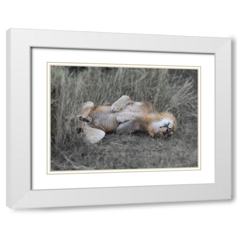Lion on his back White Modern Wood Framed Art Print with Double Matting by Bennion, Scott