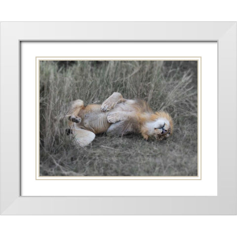 Lion on his back White Modern Wood Framed Art Print with Double Matting by Bennion, Scott