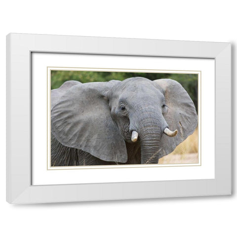 Mia White Modern Wood Framed Art Print with Double Matting by Bennion, Scott