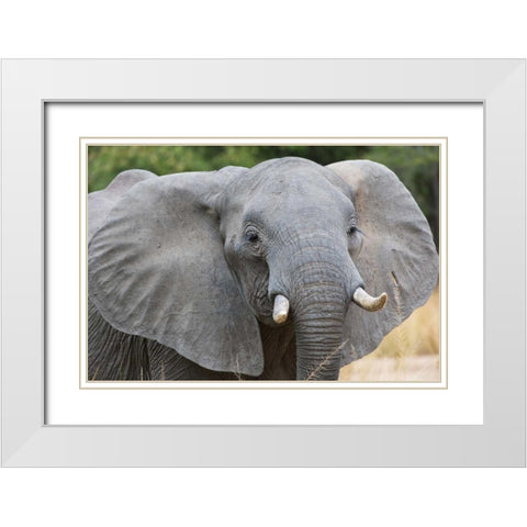 Mia White Modern Wood Framed Art Print with Double Matting by Bennion, Scott