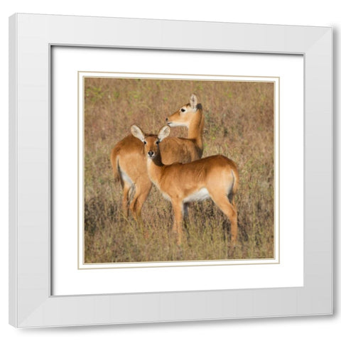 Puku - Zambia White Modern Wood Framed Art Print with Double Matting by Bennion, Scott