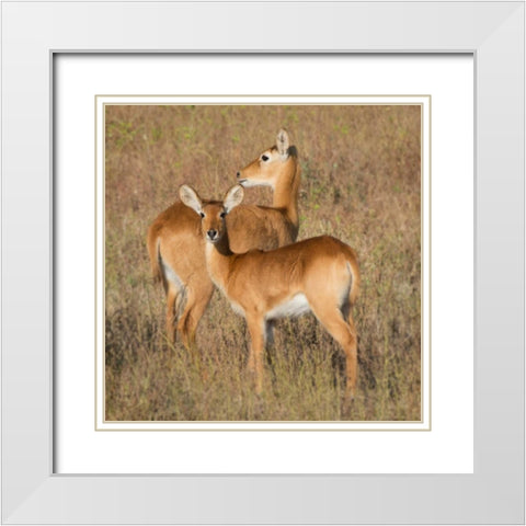 Puku - Zambia White Modern Wood Framed Art Print with Double Matting by Bennion, Scott