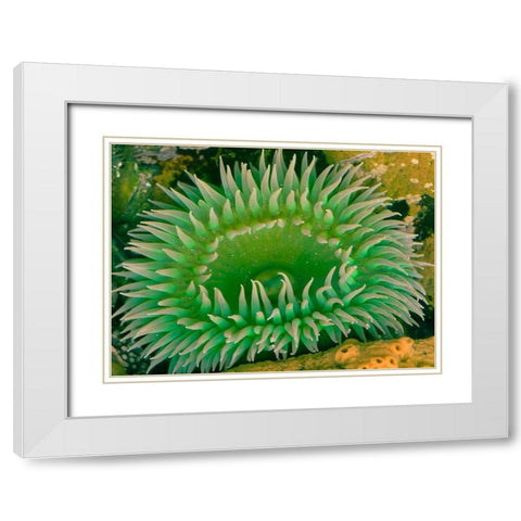 Alive White Modern Wood Framed Art Print with Double Matting by Bennion, Scott