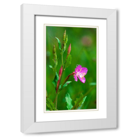 Spring Flower White Modern Wood Framed Art Print with Double Matting by Bennion, Scott